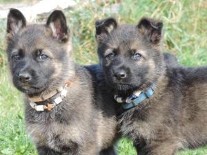 Kennel von der Osterwiese Picture 7