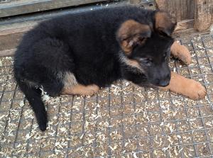 Zuchtstätte von Friedrichstal Welpenbild 1