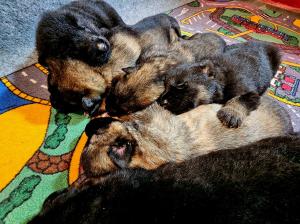 Zuchtstätte von der Traubeneiche Welpenbild 4