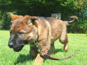 Kennel vom Aviaten Picture 5