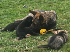 Kennel von der Wittelsburg Bild