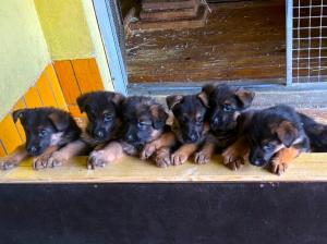 Zuchtstätte vom Eßweiler Tal Welpenbild 2