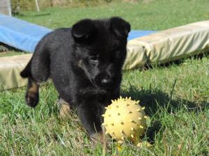 Kennel von der Osterwiese Picture 5
