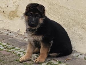 Kennel vom Gamsetal Picture 6