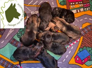 Zuchtstätte von der Traubeneiche Welpenbild 1