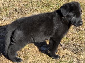 Zuchtstätte vom Falkenseer Stern Welpenbild 2