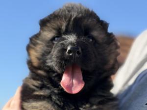 Zuchtstätte vom Haus Herzogpark Welpenbild 1