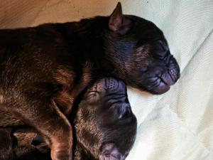 Kennel von der Waldesruh Picture 1