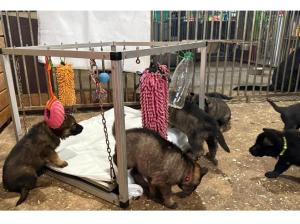 Zuchtstätte von der Planwarte Welpenbild 1