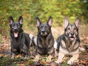 Kennel von RazzFazz Bild