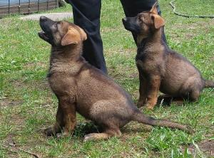 Kennel von Lünsholz Bild