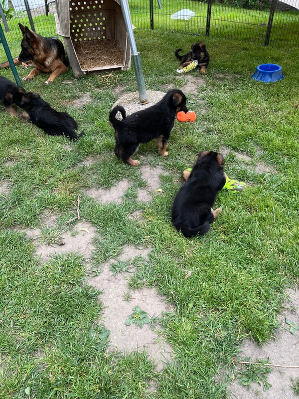 Kennel von der Dänischen Wieck Picture 3