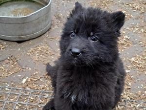 Zuchtstätte von Friedrichstal Welpenbild 2