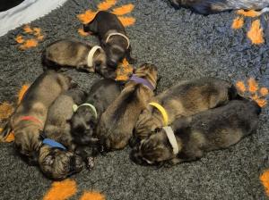 Kennel vom dunklen Seelenwolf Picture 1