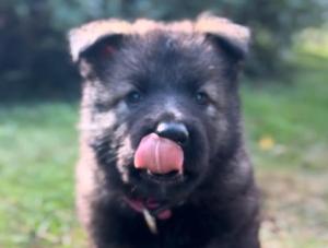 Zuchtstätte vom Sulinger Bruch Welpenbild 2