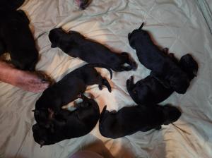 Kennel von der Waldesruh Picture 6