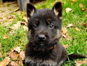 Zuchtstätte von der Traubeneiche Welpenbild 2