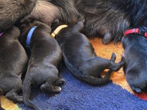 Zuchtstätte vom Falkenseer Stern Welpenbild 5