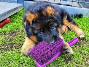 Kennel von der Malchower Aue Bild