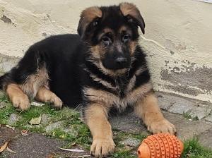 Kennel vom Gamsetal Picture 2