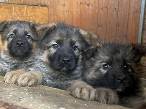 Kennel Falan's  Picture 2
