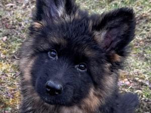 Zuchtstätte vom Teichelwald Welpenbild 1