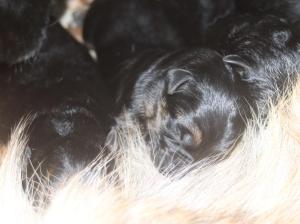 Zuchtstätte Dahmrak's  Welpenbild 1