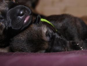 Kennel vom Oberrother Wald Bild