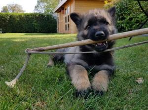 Kennel vom Klinkert Bild