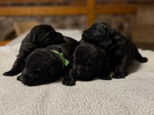 Zuchtstätte vom Felsenschloß Welpenbild 1