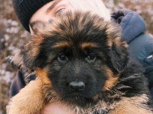 Kennel von Sendling Picture 2