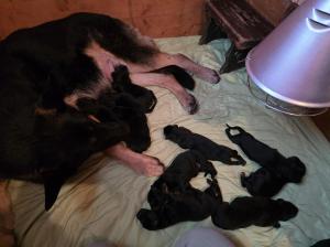 Kennel von der Waldesruh Picture 4