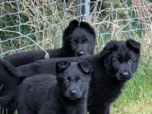 Zuchtstätte vom Haus Randweg Bild