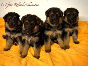 Zuchtstätte von der Römertreppe Welpenbild 2