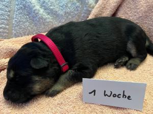 Zuchtstätte vom Modderloch Welpenbild 1
