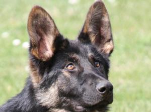 Kennel vom Grünen Daumen Bild