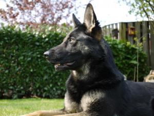 Kennel von der Aabrücke Bild