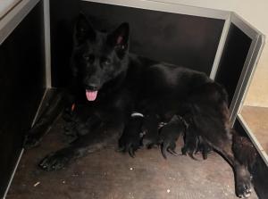 Kennel vom schwarzen Baghiro Picture 1
