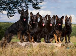 Zuchtstätte of Wolfcubs Bild