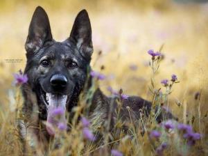 Kennel von der Hohl Bild