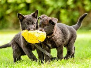 Kennel vom Speedteam Bodensee Bild