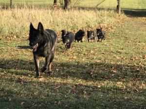 Kennel aus dem Wesen Zwinger Bild