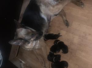 Kennel von der Eulenscheune Picture 3