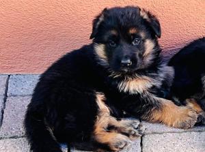 Kennel vom Team Baierblick Picture 1