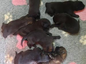 Kennel von Gut Korten Picture 1