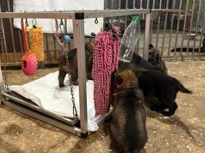 Zuchtstätte von der Planwarte Welpenbild 2