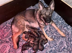 Zuchtstätte De Luna Welpenbild 1