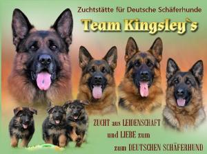 Zuchtstätte Team Kingsley's  Bild
