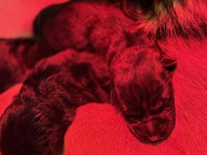 Zuchtstätte vom Fichtenschlag Welpenbild 1