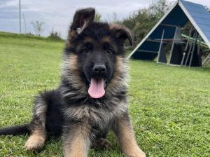 Zuchtstätte von der Bischofseiche Welpenbild 1